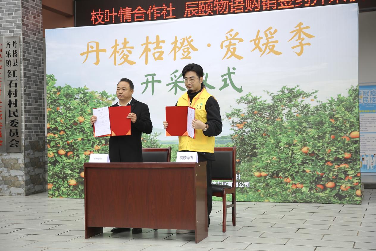 爆卖五十五万单！275万斤！辰颐物语“甜满中国”四川丹棱爱媛橙开采仪式圆满举行！