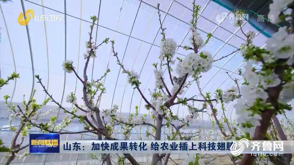 山东：加快成果转化 给农业插上科技翅膀