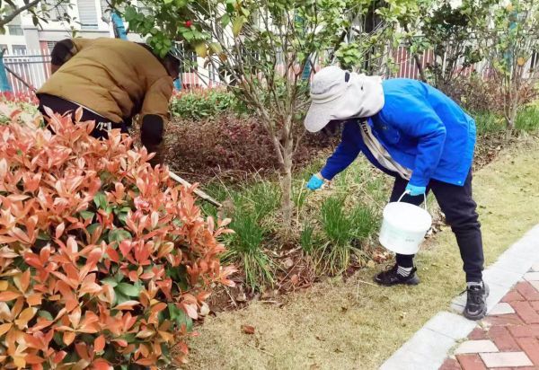 荆门市掇刀区市政园林管理处对辖区绿化植物施肥